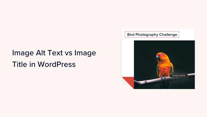 Teks Alt Gambar vs Judul Gambar di WordPress